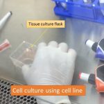 Cell culture using cell line
