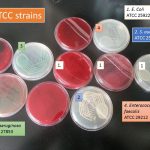 Microbial Quality Control Strains: Introduction, Application and Related Terms