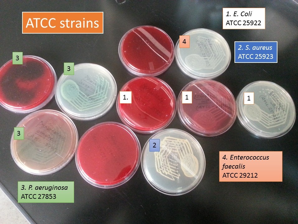 Microbial Quality Control Strains: Introduction, Application and Related Terms