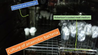 Culture of anaerobic bacteria