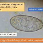 Egg of Fasciola hepatica in saline preparation