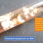 Fusarium oxysporum on SDA