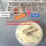 Glucose utilization test of Klebsiella pneumoniae