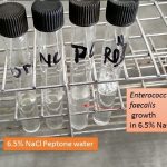 Growth of Enterococcus in 6.5% sodium chloride