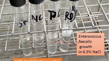 Growth of Enterococcus in 6.5% sodium chloride
