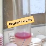 Indole test in peptone water showimg indole test positive