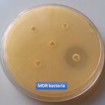 MDR bacteria