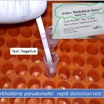 Melioidosis rapid detection test