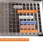 Microplate, strip and microtiter well of ELISA test