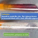 Ochroconis gallopava on SDA