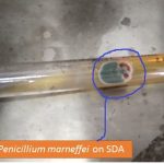 Penicillium marneffei on SDA