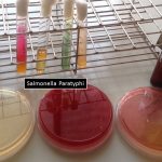 Salmonella Paratyphi growth on various media and its biochemical tests