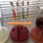 Salmonella Typhi growth on various media and biochemical tests
