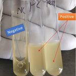 Tube coagulase test