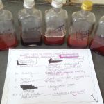 Various bacteria in blood culture bottle showing their visible growth