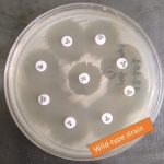 Wild type strains of bacteria