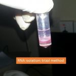 rna isolation by trizol method
