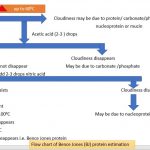 Bence Jones protein estimation flowchart