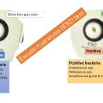 Esculin Hydrolysis test