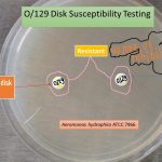 O/129 Disk Susceptibility Testing
