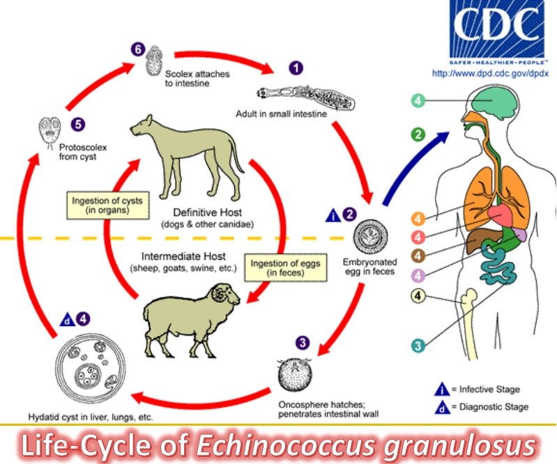 Echinococcus: Introduction, Morphology, Life Cycle, Clinical Features
