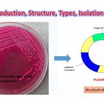 Plasmid