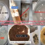 SDA Fungal Medium: Introduction, Principle, Composition, Preparation, Colony Characteristics and Uses