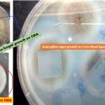 Corn Meal Agar (CMA) is a well established fungal medium which is a suitable substrate for chlamydospore production by Candida albicans and the maintenance of fungal stock cultures.This is a very simple formulation containing only cornmeal infusion and agar. The addition of glucose (0.2 g% w/v) to CMA will enhance the chromogenesis of some species of Trichophyton e.g. Trichophyton rubrum. Corn Meal Agar is an enrichment medium developed by Hazen and Reed for use in the cultivation of fungi. Walker and Huppert, in 1960, found that the addition of Tween 80 to Corn Meal Agar resulted in rapid and abundant chlamydospore formation.
