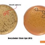 Deoxycholate Citrate Agar (DCA) is a  recommended medium for the isolation of enteric pathogens particularly Salmonella and Shigella species from clinical  as well food samples. DCA is a modification of Desoxycholate Agar formulated by Leifson. His original medium demonstrated improved recovery of intestinal pathogens from specimens containing normal intestinal flora by using citrates and sodium desoxycholate in specified amounts as inhibitors to gram-positive bacteria. Leifson modified his original medium by increasing the concentration of sodium citrate and sodium desoxycholate and found Desoxycholate Citrate Agar reliable for isolating many Salmonella and Shigella species. DCA  effectively isolates intestinal pathogens (Salmonella and Shigella species) by inhibiting coliforms and many Proteus species.