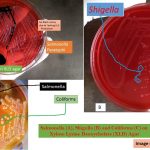 Xylose Lysine Deoxycholate (XLD) Agar is a selective, differential and indicator medium for isolation of enteric pathogens.  It also supports the growth of more fastidious enteric organisms. XLD agar was developed by Taylor. It was especially designed to allow the growth of Shigella species, and is a proven medium for the isolation of this organism. It has also been found to be an excellent medium for isolating Salmonella species as well. Salmonella and Shigella species colony characteristics on XLD agar - Salmonella Typhi: Red colonies with black centre Salmonella Paratyphi: Only red colonies no black centre Above picture is showing growth of Salmonella Typhi and Salmonella Paratyphi on XLD agar left to right respectively.
