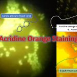 Acridine Orange Staining: Acridine orange is a fluorochrome stain and uses the rapid identification of Trichomonas vaginalis, yeast cells, and clue cells in vaginal smears. It can also use to detect intracellular gonococci, meningococci, and other bacteria particularly in blood cultures. It intercalates with the nucleic acid  i.e. either DNA or RNA present in organisms and fluoresce to emit various colors that help in differentiation. This binding is the result the electrostatic interactions of acridine molecule between the nucleic acid base pairs. It shows metachromatic properties, and thus is commonly used in fluorescence microscopy and flow cytometry analysis of cellular physiology and cell cycle status,  even including the fluorescent microscopic examination of microorganisms.