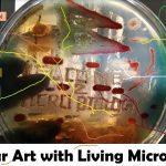 Agar Art with Living Microbes- Agar art or microbial art or germ art  is the same thing  in which  art work created by culturing microorganisms in certain patterns. The microbes used can be bacteria, yeast fungi, or  protists (less commonly). The microbes can be chosen for their natural colors. Organisms most commonly used  and available are Staphylococcus aureus, Pseudomonas aeruginosa , Serratia marcescens as shown above picture. Painting with bacteria isn’t entirely new because Sir Alexander Fleming, the scientist responsible for discovering penicillin in the 1920s, began making “germ paintings” of bacteria during his career as a microbiologist. Similarly,Roger Tsien  (biochemist) won the 2008 Nobel prize in  chemistry for his contributions to knowledge of green fluorescent protein (GFP) and using this GFP, Nathan Shaner (researcher) made a 2006 microbial artwork of a San Diego beach scene.