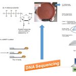 DNA sequencing is a technique used to determine the precise order of the four nucleotide bases, adenine, guanine, cytosine and thymine which make up a strand of DNA. These bases provide the underlying genetic basis (the genotype) for telling a cell what to do, where to go and what kind of cell to become (the phenotype). Nucleotides are not the only determinants of phenotypes, but also they are essential to their formation. Each organism has a specific nucleotide base sequence. Sequencing an entire genome (all of an organism’s DNA) remains a complex job. It requires breaking the DNA of the genome into many smaller pieces, sequencing the pieces, and assembling the sequences into a single long "consensus." e.g. Sample Comparison of the DNA sequences of a nucleoprotein gene in infections of two patients with different strains of rabies are as follows-