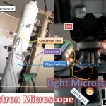 Electron Microscope- The organelles of the cell became known after the electron microscope was invented. It was developed in 1931 by Max Knoll and  Ernst Ruska in Germany. It consist of a source of supplying, a beam of electron of uniform velocity, a condenser lens for concentrating the electron on the specimen, a specimen stage for displacing the specimen which transmits the electron beam, an objective lens, a projector lens and a fluorescent screen on which final image is observed. For permanent record of the image, the fluorescent screen is replaced by photographic film. This microscope utilizes a stream of high speed electrons which are deflected by an electromagnetic field in the same way as a beam of light is reflected when it crosses a glass lens.