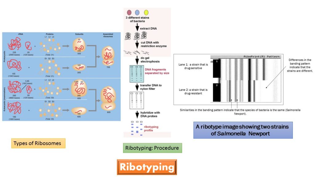 Ribotyping is a molecular diagnostic technique. Name derives from the ribosome which is part of the cellular machinery that creates proteins. The ribosomes were first noted in plant cells by Robinson and Brown in 1953 while studying bean roots with the electron microscope. Ribotyping can be used to identify bacteria and fungi but not viruses. Ribosomes are found only in cells. Viruses have no cellular structure but are molecules with genetic material and protein only.