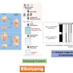 Ribotyping is a molecular diagnostic technique. Name derives from the ribosome which is part of the cellular machinery that creates proteins. The ribosomes were first noted in plant cells by Robinson and Brown in 1953 while studying bean roots with the electron microscope. Ribotyping can be used to identify bacteria and fungi but not viruses. Ribosomes are found only in cells. Viruses have no cellular structure but are molecules with genetic material and protein only.