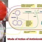 Antimicrobial Agent and Therapy: An antimicrobial agent is a substance which inhibits microorganism and its use may food industry for packaging materials to enhance the shelf-life of packaged foods, by preserving the foods against microbial spoilage and hazardous food-borne microorganisms where as in therapy to get rid of the  microorganisms such as bacteria, fungi, or protozoans. Therapies that kill microorganisms are called microbiocidal therapies and therapies that only inhibit the growth of microorganisms are called microbiostatic therapies.
