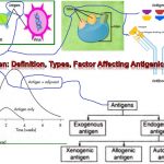 Introduction of Antigen: In 1899 Ladislas Deutsch (Detre) (1874–1939) named the hypothetical substances halfway between bacterial constituents and antibodies "substances immunogens or antigens". He originally believed those substances to be precursors of antibodies, just like zymogen is a precursor of zymase. But by 1903 he understood that an antigen induces the production of immune bodies (antibodies) and wrote that the word antigen was a contraction of "Antisomatogen. Definition of antigen Antigen is substance which when introduced parentally into the body stimulates the production of an antibody with which it reacts specifically and in an observable manner.