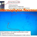 Epidermophyton:General Characteristics, Pathogenesis, Clinical Findings, Laboratory Diagnosis,Treatment , Prevention and Control