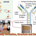 Introduction of Immunoglobulin Also called antibody Immunoglobulin is a glycoprotein that is made in response to an antigen and can recognize and bind to the antigen that caused its production. Protects us from microbial infection. Are gamma globulins Synthesized by plasma cells Constitute 25-30 % of total serum proteins Antibodies are present in serum, tissue fluids and mucosal surfaces and on surface of B-cells where they acts as antigen receptor.