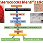 Enterococcus: Identification Related Tests and Details