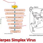 Herpes Simplex Virus (HSV) Introduction: Human infections with Herpes simplex virus (HSV) were first documented in ancient Greece. Greek scholars, in particular, Hippocrates used the word "herpes',' meaning creeping or crawling, to describe spreading lesions. The classification that is now in use came into being at the end of the eighteenth century, and even though it did. Previously, the vesicular nature of the lesions associated with herpes infections was well characterized, and it was not until 1893 that Vidal specifically recognized the person-to-person transmission of HSV infections.