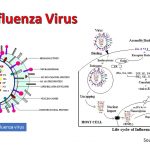 Influenza Virus: Introduction, Properties, Pathogenicity, Lab Diagnosis, Treatment and Prevention