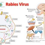 Rabies Virus: Introduction, Morphology, Pathogenecity, Lab Diagnosis, Treatment and Prevention