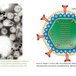 Rotavirus: Introduction, Morphology, Pathogenesis, Lab Diagnosis, Treatment and Prevention