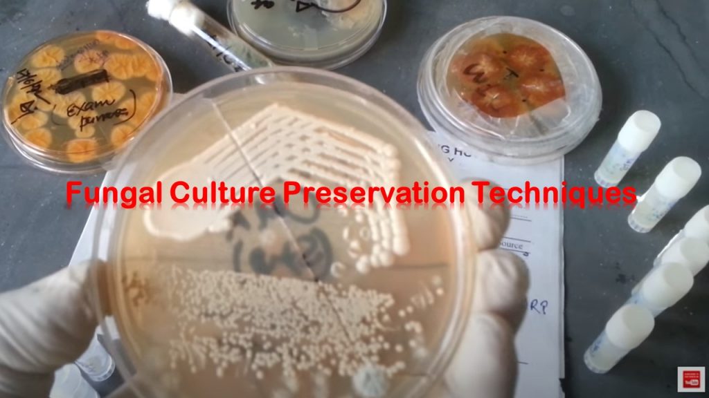 Fungal Culture Preservation- The main objectives of fungal culture are to grow the organisms, isolate the organisms, and if necessary preserve the organisms. A fungal culture is a genetic resource and thus fungal culture preservation is applicable for the following purposes; Germplasm conservation Developmental studies Industrial Application Research programs
