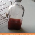 Soybean Casein Digest Broth Introduction, Composition, Principle, Preparation, Test Procedure and Uses