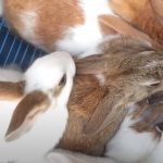 Laboratory Animals: Introduction, Common Animals and Their Usage