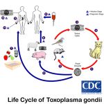 Toxoplasma gondii: Introduction, Classification, Morphology, Lifecycle, Pathogenicity, Lab Diagnosis, Treatment and Prevention