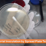 Bacterial Inoculation Method: Introduction, Common types, Inoculation Procedure, Uses and Keynotes